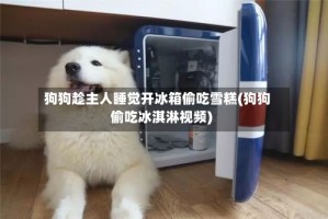 狗狗趁主人睡觉开冰箱偷吃雪糕(狗狗偷吃冰淇淋视频)