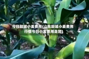 今日聊城小麦费用(山东聊城小麦费用行情今日小麦费用走势)