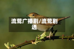 流莺广播剧/流莺剧透