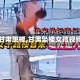 【甘肃跳楼,甘肃坠楼女孩视频】