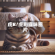 虎B/虎斑猫咪图片