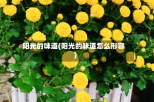 阳光的味道(阳光的味道怎么形容)