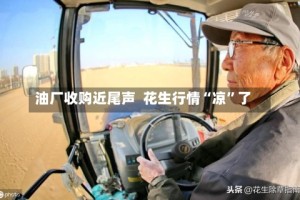 油厂收购近尾声  花生行情“凉”了