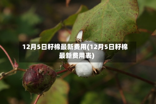 12月5日籽棉最新费用(12月5日籽棉最新费用表)-第1张图片