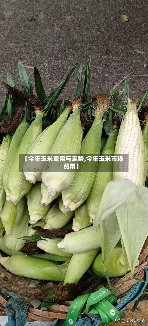 【今年玉米费用与走势,今年玉米市场费用】-第2张图片