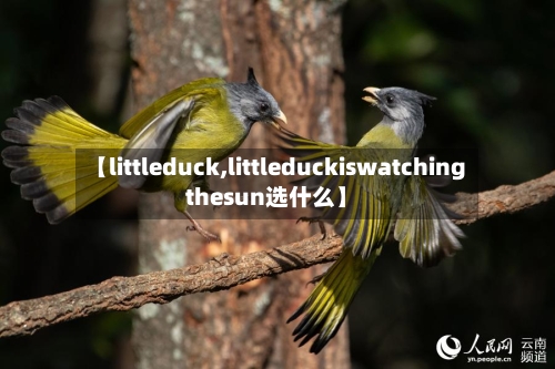 【littleduck,littleduckiswatchingthesun选什么】-第2张图片