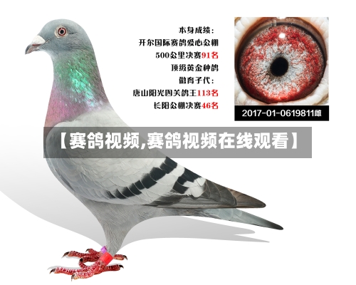 【赛鸽视频,赛鸽视频在线观看】-第2张图片