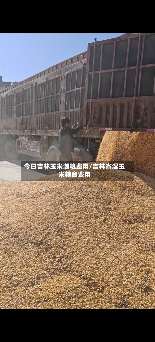 今日吉林玉米潮粮费用/吉林省湿玉米粮食费用-第1张图片