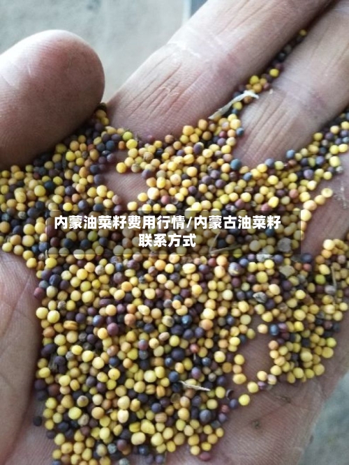 内蒙油菜籽费用行情/内蒙古油菜籽联系方式-第3张图片