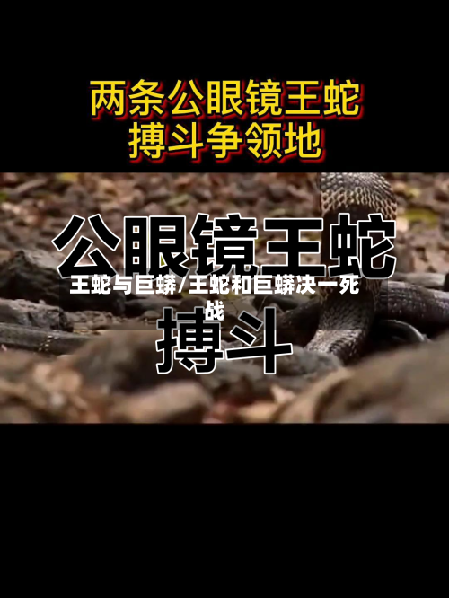 王蛇与巨蟒/王蛇和巨蟒决一死战-第1张图片