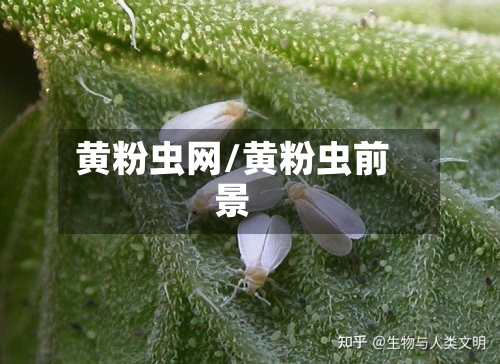 黄粉虫网/黄粉虫前景-第1张图片