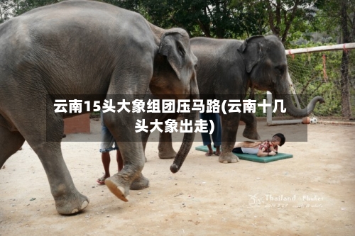 云南15头大象组团压马路(云南十几头大象出走)-第1张图片