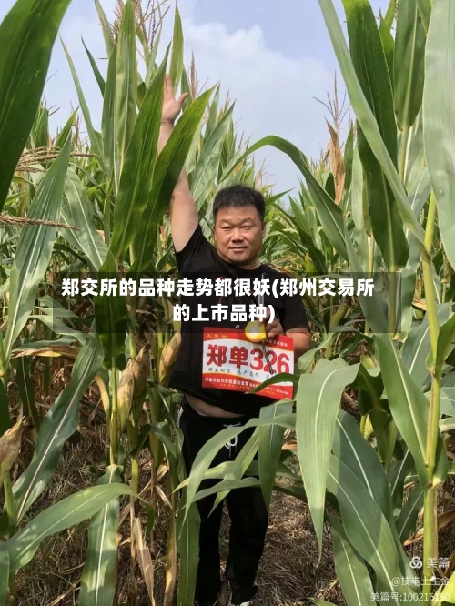 郑交所的品种走势都很妖(郑州交易所的上市品种)-第1张图片