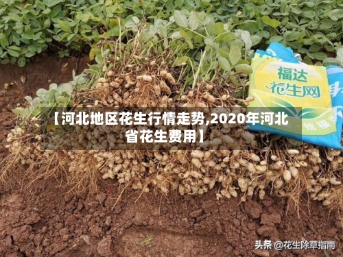 【河北地区花生行情走势,2020年河北省花生费用】-第2张图片