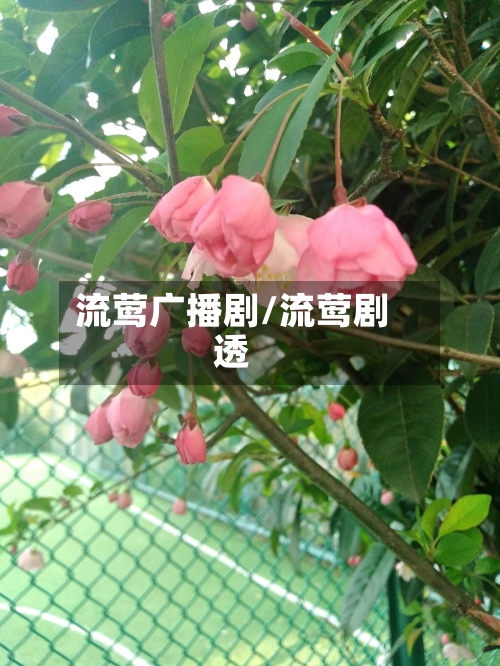 流莺广播剧/流莺剧透-第3张图片
