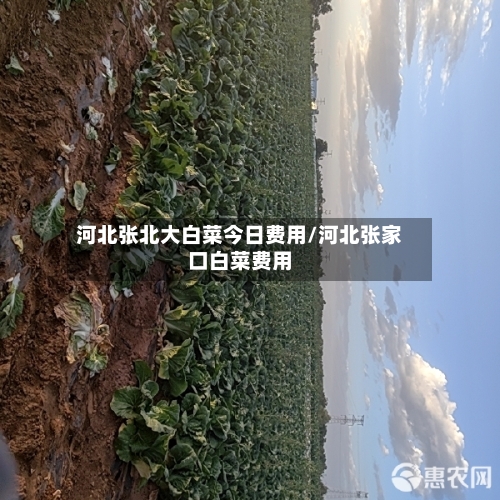 河北张北大白菜今日费用/河北张家口白菜费用-第1张图片