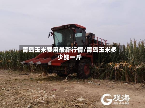 青岛玉米费用最新行情/青岛玉米多少钱一斤-第1张图片