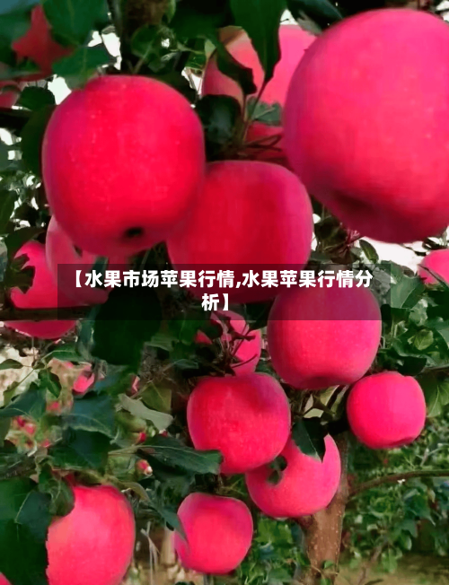 【水果市场苹果行情,水果苹果行情分析】-第1张图片
