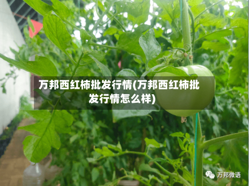 万邦西红柿批发行情(万邦西红柿批发行情怎么样)-第1张图片