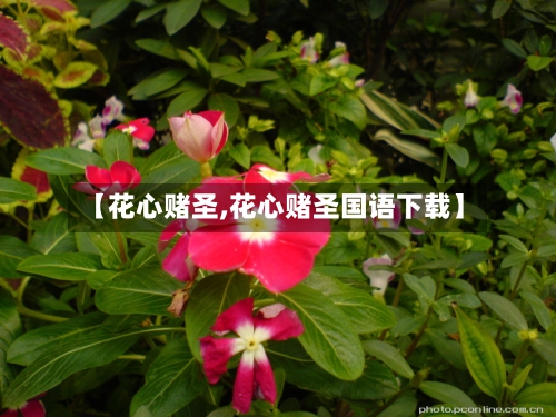 【花心赌圣,花心赌圣国语下载】-第1张图片
