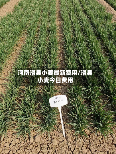 河南滑县小麦最新费用/滑县小麦今日费用-第3张图片