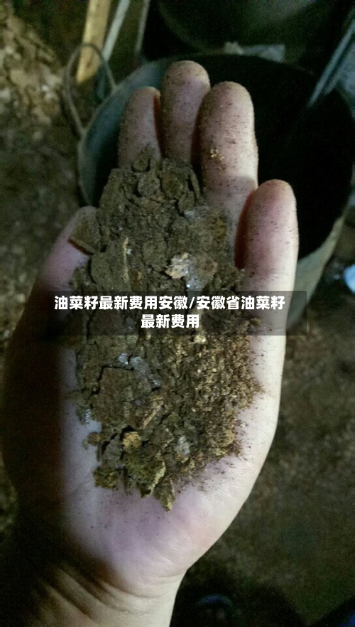 油菜籽最新费用安徽/安徽省油菜籽最新费用-第1张图片