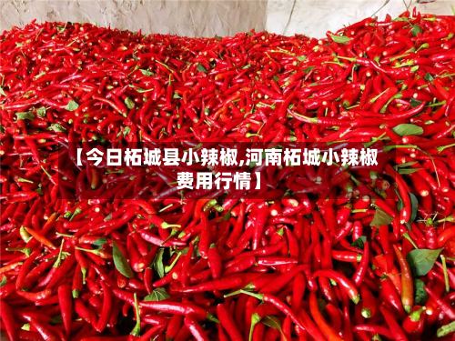 【今日柘城县小辣椒,河南柘城小辣椒费用行情】-第1张图片