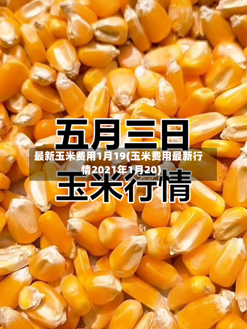 最新玉米费用1月19(玉米费用最新行情2021年1月20)-第2张图片