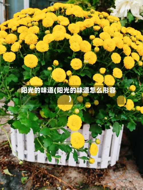 阳光的味道(阳光的味道怎么形容)-第1张图片