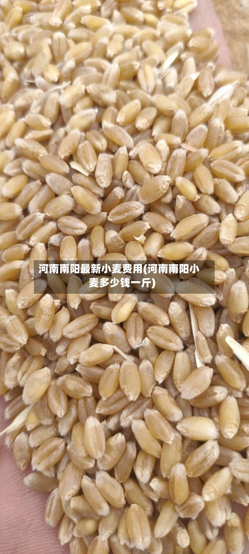河南南阳最新小麦费用(河南南阳小麦多少钱一斤)-第2张图片
