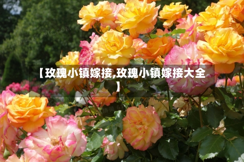 【玫瑰小镇嫁接,玫瑰小镇嫁接大全】-第1张图片