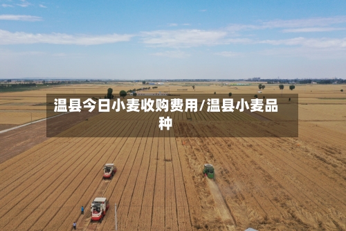 温县今日小麦收购费用/温县小麦品种-第3张图片