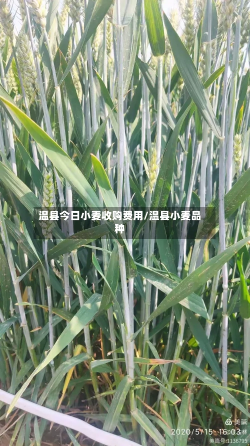 温县今日小麦收购费用/温县小麦品种-第1张图片
