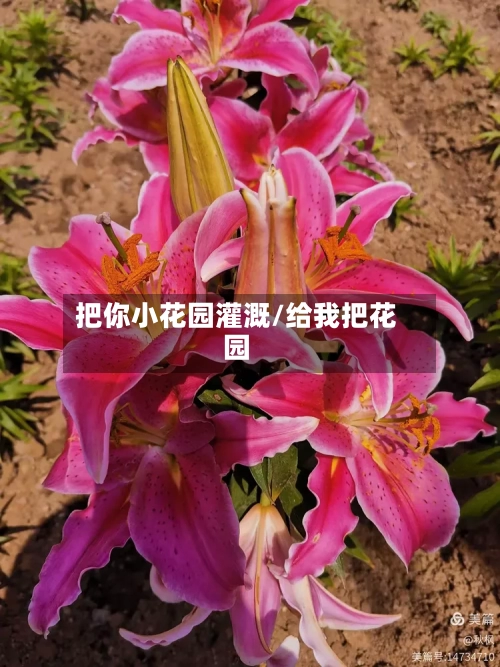 把你小花园灌溉/给我把花园-第1张图片