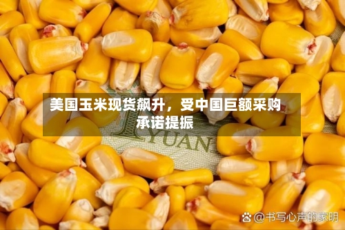 美国玉米现货飙升，受中国巨额采购承诺提振-第1张图片
