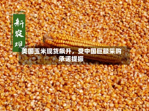 美国玉米现货飙升	，受中国巨额采购承诺提振-第2张图片