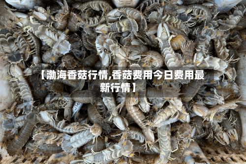 【渤海香菇行情,香菇费用今日费用最新行情】-第2张图片